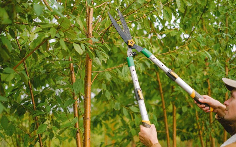 Tree trimming in Zwingle, IA